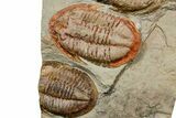 Three Colorful Asaphid Trilobites With Pos/Neg - Fezouata Formation #353361-6